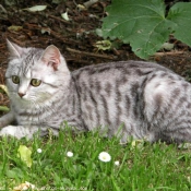 Photo de British shorthair