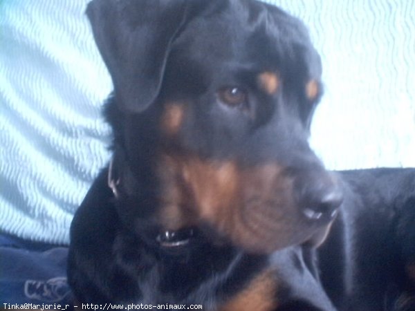 Photo de Rottweiler