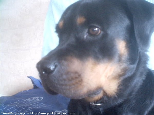 Photo de Rottweiler