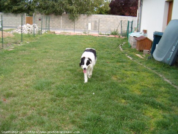 Photo de Border collie