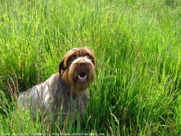 Photo de Griffon d'arret  poil dur korthals