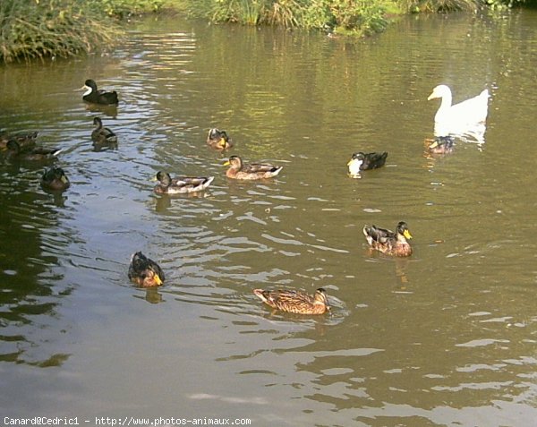 Photo de Canard