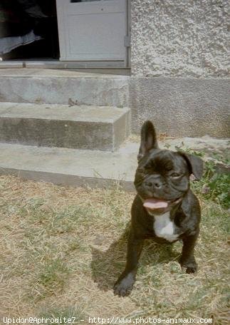 Photo de Bouledogue franais