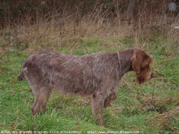 Photo de Griffon d'arret  poil dur korthals