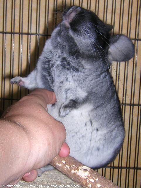 Photo de Chinchilla