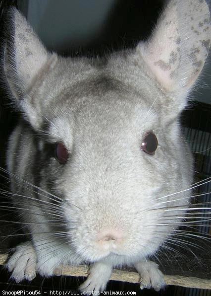 Photo de Chinchilla