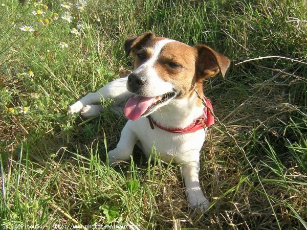 Photo de Jack russell terrier