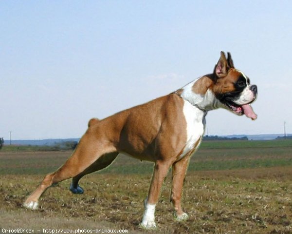 Photo de Boxer