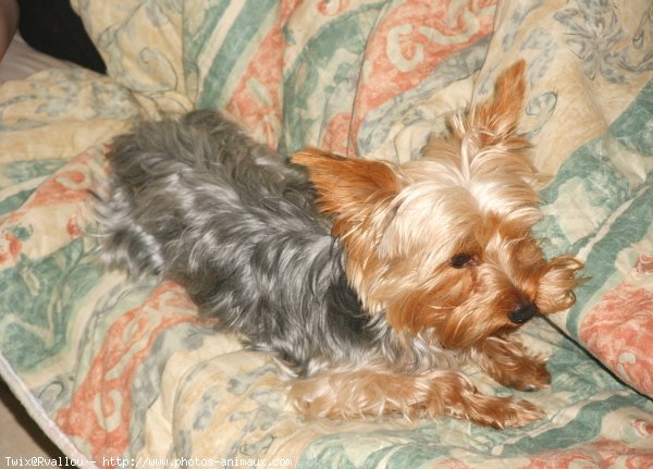 Photo de Yorkshire terrier