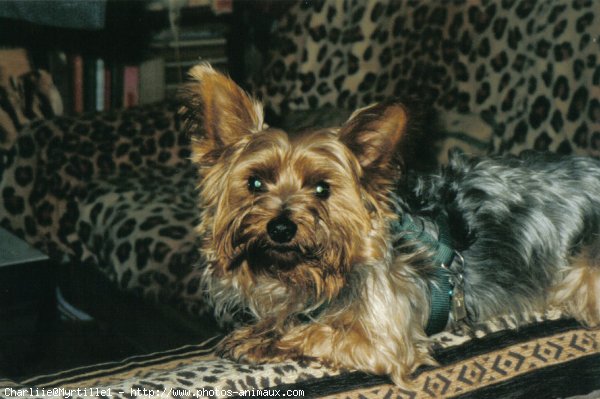 Photo de Yorkshire terrier