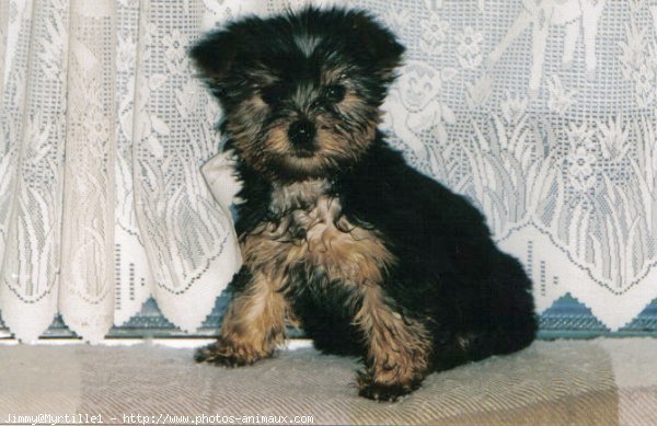 Photo de Yorkshire terrier