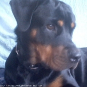 Photo de Rottweiler