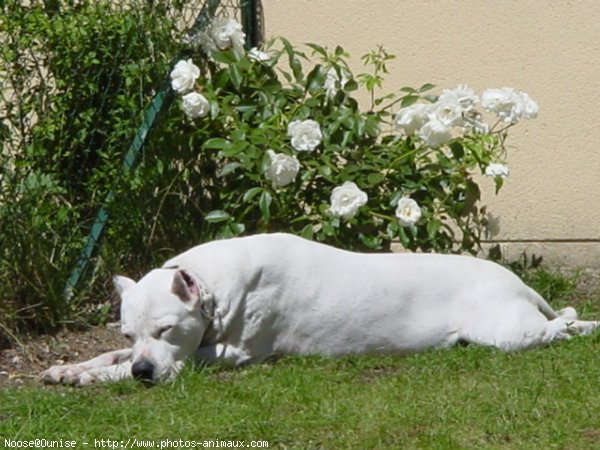 Photo de Dogue argentin