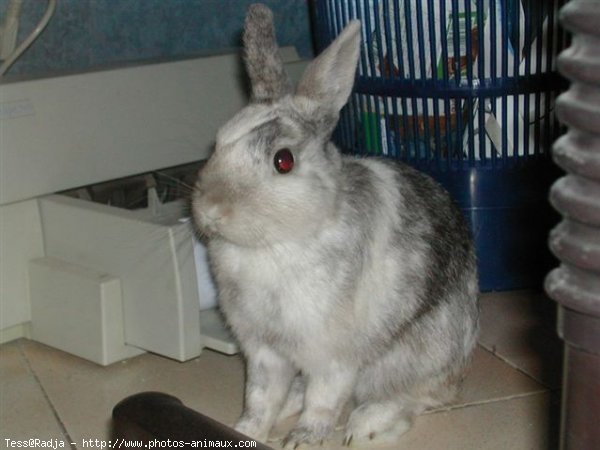 Photo de Lapin