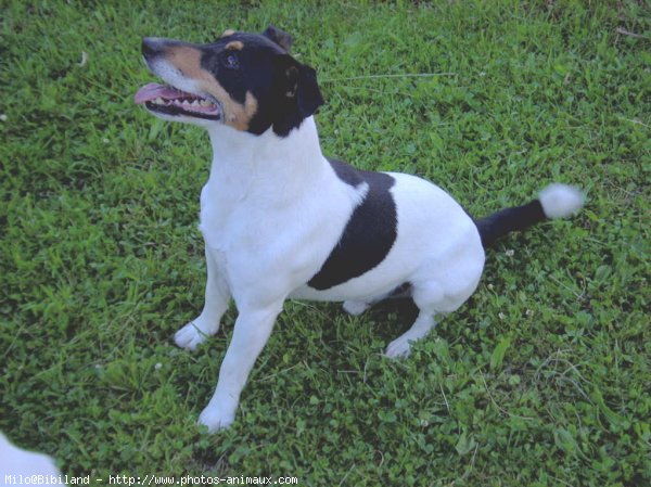 Photo de Jack russell terrier