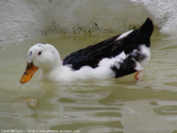 Photo de Canard