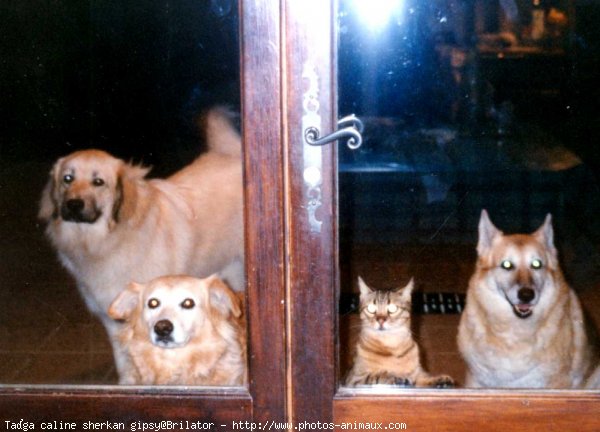 Photo de Races diffrentes