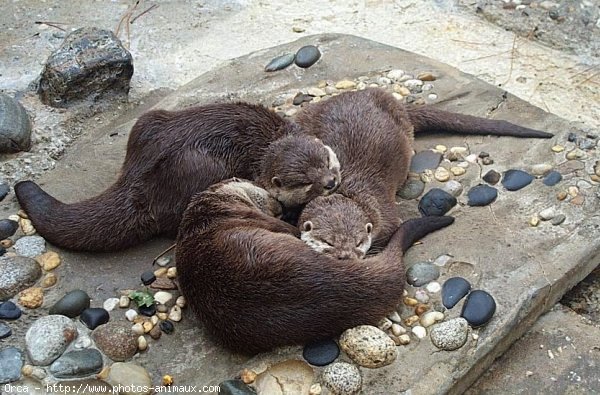 Photo de Loutre