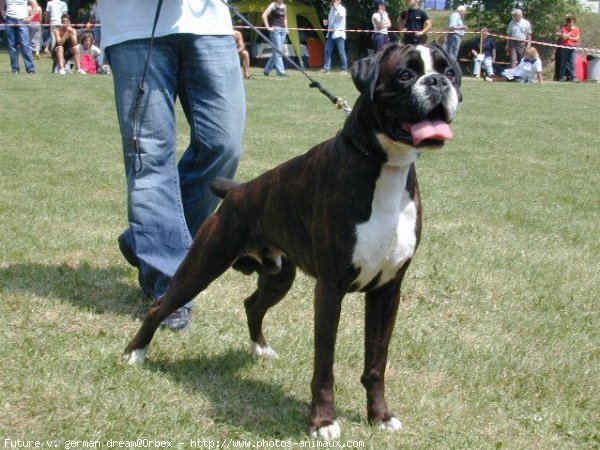 Photo de Boxer