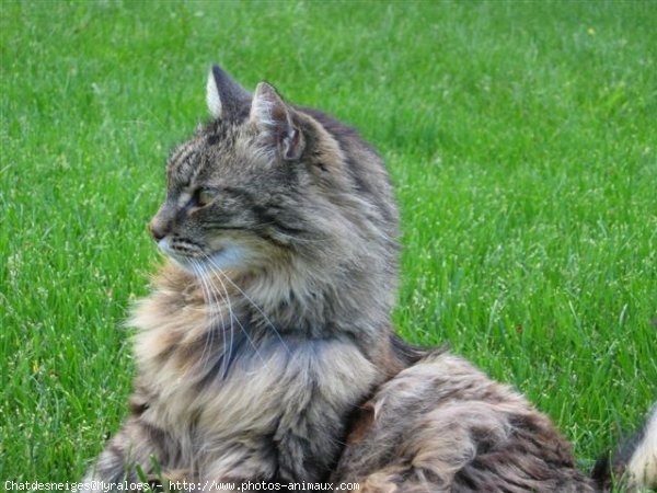 Photo de Chat domestique