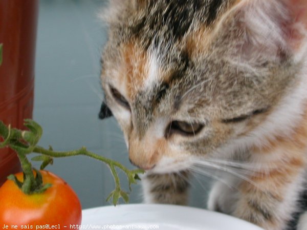 Photo de Chat domestique