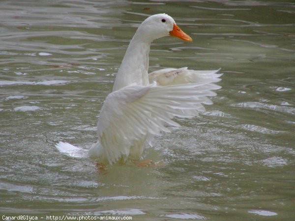 Photo de Canard