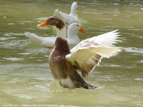 Photo de Canard