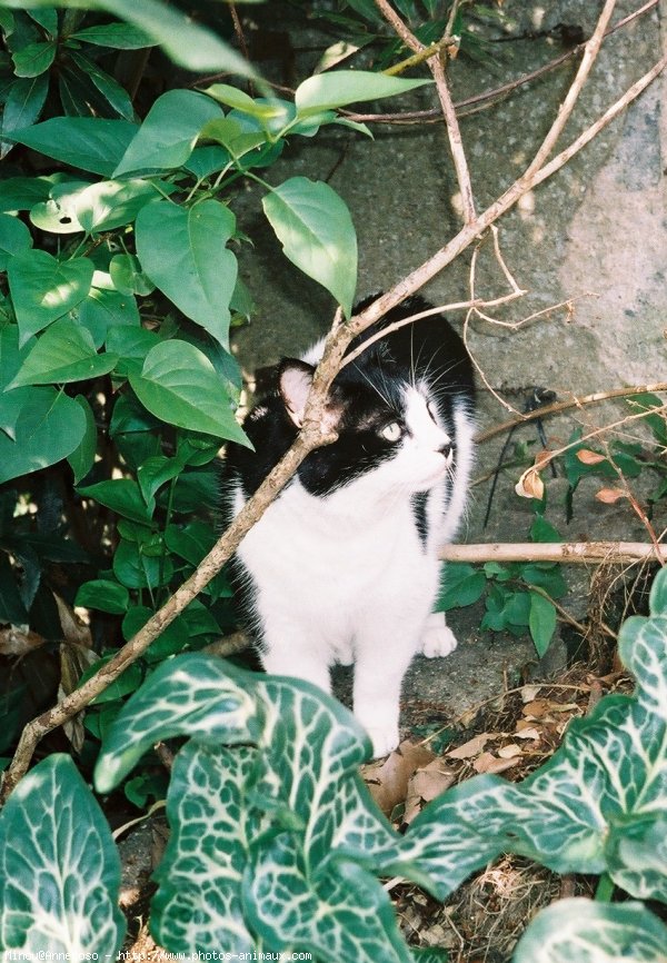 Photo de Chat domestique