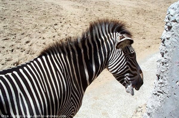 Photo de Zebre