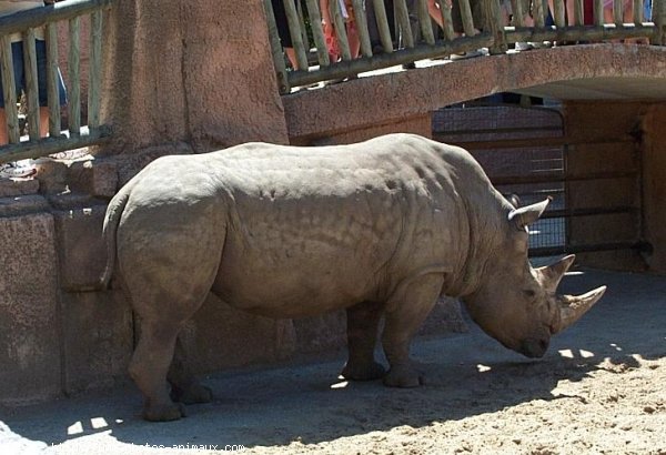 Photo de Rhinocros