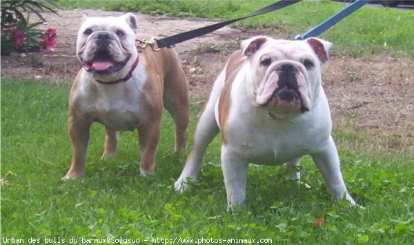 Photo de Bulldog