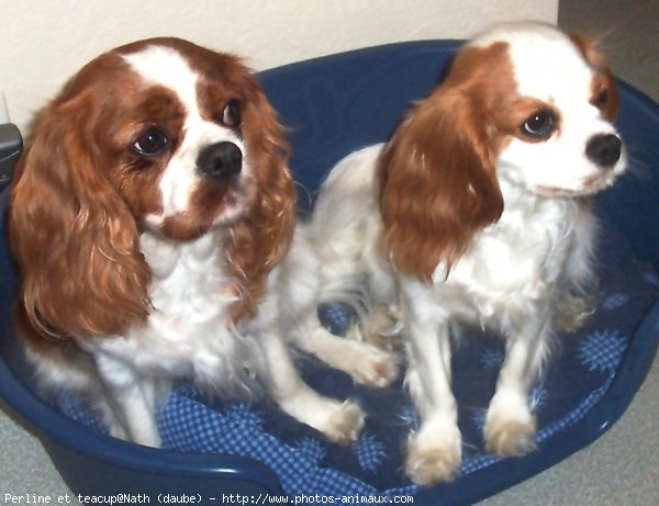 Photo de Cavalier king charles spaniel