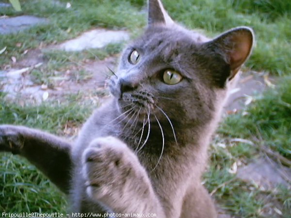 Photo de Chat domestique