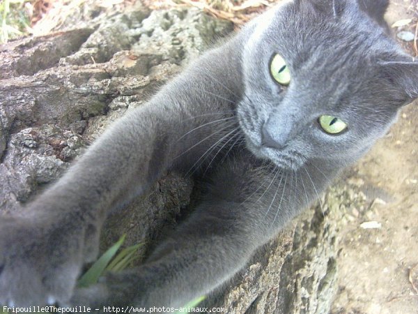 Photo de Chat domestique