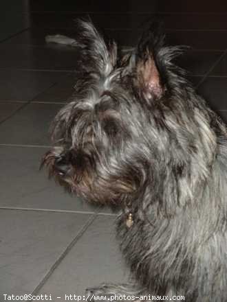 Photo de Cairn terrier