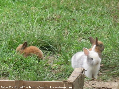 Photo de Lapin