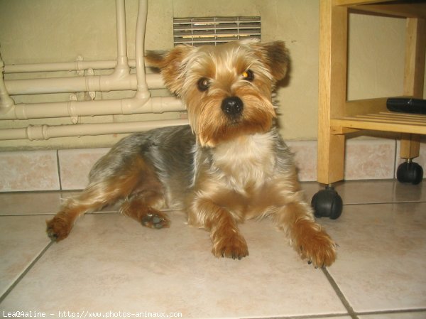 Photo de Yorkshire terrier