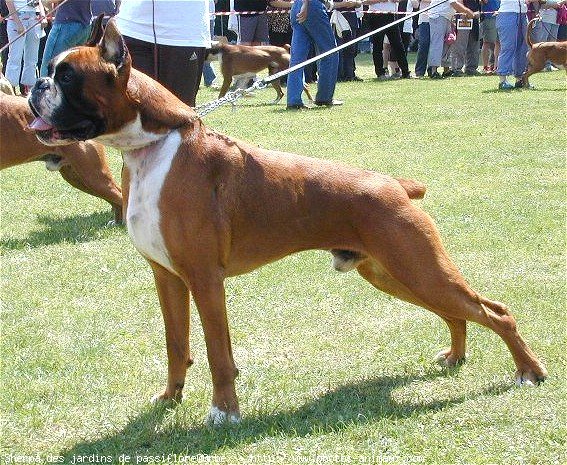 Photo de Boxer