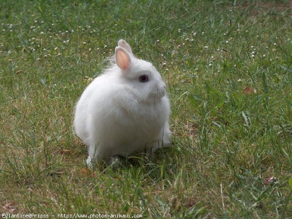 Photo de Lapin