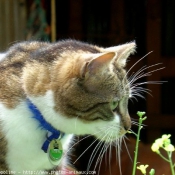 Photo de Chat domestique