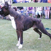 Photo de Boxer