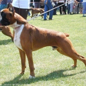 Photo de Boxer