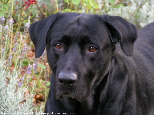 Photo de Labrador retriever