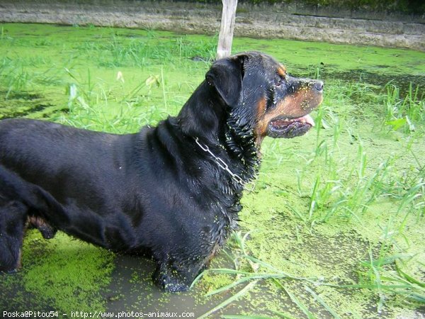 Photo de Rottweiler