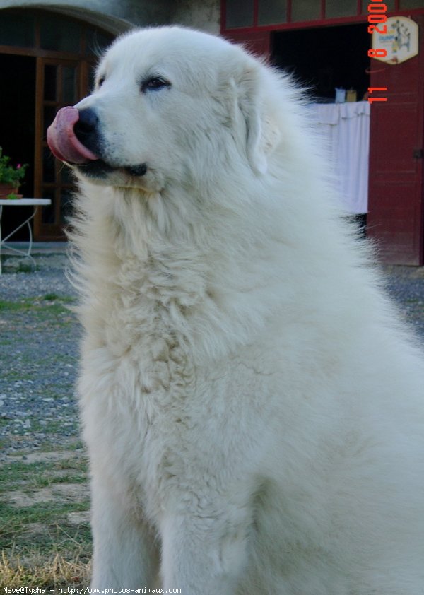 Photo de Chien de montagne des pyrnes