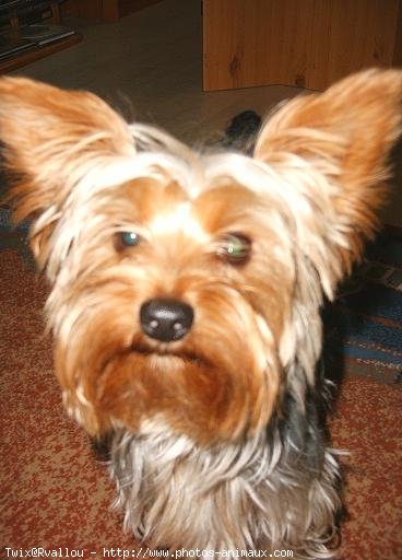 Photo de Yorkshire terrier