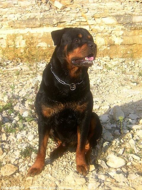 Photo de Rottweiler