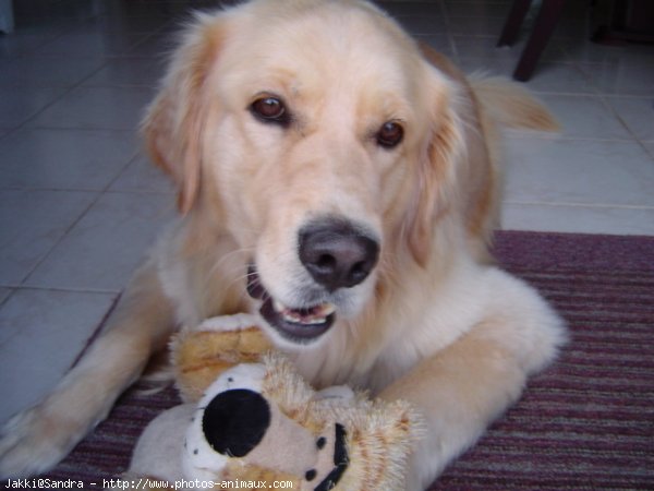 Photo de Golden retriever