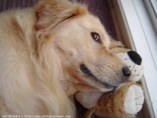 Photo de Golden retriever