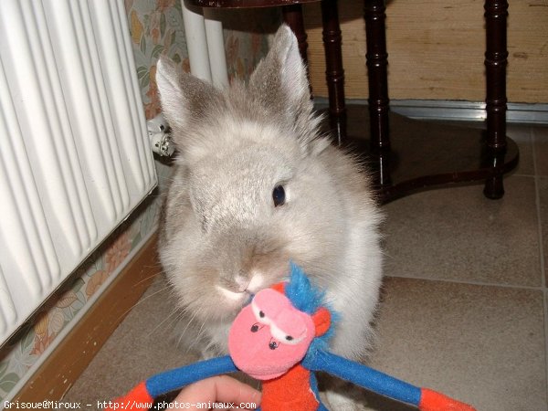 Photo de Lapin